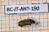  ( - BC-JT-ANT-190)  @11 [ ] Copyright (2020) Julien Touroult Museum national d'Histoire naturelle
