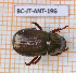  ( - BC-JT-ANT-196)  @11 [ ] Copyright (2020) Julien Touroult Museum national d'Histoire naturelle