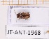  ( - JT-ANT-1968)  @11 [ ] CC-by (2023) Julien Touroult Museum national d'Histoire naturelle, Paris