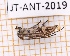  ( - JT-ANT-2019)  @11 [ ] CC-by (2023) Julien Touroult Museum national d'Histoire naturelle, Paris