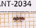  ( - JT-ANT-2034)  @11 [ ] CC-by (2023) Julien Touroult Museum national d'Histoire naturelle, Paris
