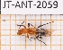  ( - JT-ANT-2059)  @11 [ ] CC-by (2023) Julien Touroult Museum national d'Histoire naturelle, Paris