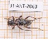  (Anelaphus fasciatum - JT-ANT-2063)  @11 [ ] CC-by (2023) Julien Touroult Museum national d'Histoire naturelle, Paris