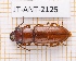  (Birandra cribrata - JT-ANT-2125)  @11 [ ] CC-By (2025) Julien Touroult MNHN