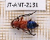  (Trichrous bicolor - JT-ANT-2131)  @11 [ ] CC-By (2025) Julien Touroult MNHN