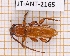  (Metaphrenon - JT-ANT-2165)  @11 [ ] CC-By (2025) Julien Touroult MNHN