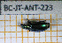  (Lebia marginicollis - BC-JT-ANT-223)  @11 [ ] Copyright (2020) Julien Touroult Museum national d'Histoire naturelle