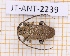  (Drycothaea - JT-ANT-2239)  @11 [ ] CC-By (2025) Julien Touroult MNHN