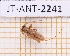  (Urgleptes obliteratus - JT-ANT-2241)  @11 [ ] CC-By (2025) Julien Touroult MNHN