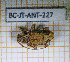  ( - BC-JT-ANT-227)  @11 [ ] Copyright (2020) Julien Touroult Museum national d'Histoire naturelle
