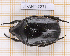  (Allorrhina scabriuscula - JT-ANT-2271)  @11 [ ] CC-By (2025) Julien Touroult MNHN
