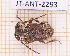  ( - JT-ANT-2293)  @11 [ ] CC-By (2025) Julien Touroult MNHN