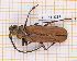  ( - JT-ANT-2297)  @11 [ ] CC-By (2025) Julien Touroult MNHN