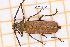  (Orthomegas cinnamomeus - JT-ANT-2300)  @11 [ ] CC-By (2025) Julien Touroult MNHN