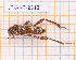  ( - JT-ANT-2312)  @11 [ ] CC-By (2025) Julien Touroult MNHN