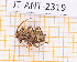  ( - JT-ANT-2319)  @11 [ ] CC-By (2025) Julien Touroult MNHN