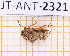  ( - JT-ANT-2321)  @11 [ ] CC-By (2025) Julien Touroult MNHN