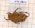  ( - JT-ANT-2325)  @11 [ ] CC-By (2025) Julien Touroult MNHN