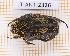  ( - JT-ANT-2326)  @11 [ ] CC-By (2025) Julien Touroult MNHN