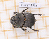  ( - JT-ANT-2328)  @11 [ ] CC-By (2025) Julien Touroult MNHN