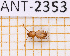  ( - JT-ANT-2353)  @11 [ ] CC-By (2025) Julien Touroult MNHN