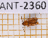  ( - JT-ANT-2360)  @11 [ ] CC-By (2025) Julien Touroult MNHN