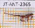  ( - JT-ANT-2365)  @11 [ ] CC-By (2025) Julien Touroult MNHN