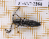  ( - JT-ANT-2368)  @11 [ ] CC-By (2025) Julien Touroult MNHN