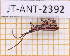  ( - JT-ANT-2392)  @11 [ ] CC-By (2025) Julien Touroult MNHN