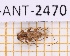  ( - JT-ANT-2470)  @11 [ ] CC-By (2025) Julien Touroult MNHN