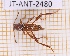  (Neoclytus senilis - JT-ANT-2480)  @11 [ ] CC-By (2025) Julien Touroult MNHN