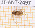  ( - JT-ANT-2497)  @11 [ ] CC-By (2025) Julien Touroult MNHN