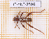  ( - JT-ANT-2506)  @11 [ ] CC-By (2025) Julien Touroult MNHN