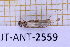  ( - JT-ANT-2559)  @11 [ ] CC-By (2025) Julien Touroult MNHN