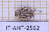  (Styloleptus atrovittatus - JT-ANT-2562)  @11 [ ] CC-By (2025) Julien Touroult MNHN