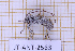 ( - JT-ANT-2563)  @11 [ ] CC-By (2025) Julien Touroult MNHN