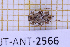  (Styloleptus scurra - JT-ANT-2566)  @11 [ ] CC-By (2025) Julien Touroult MNHN