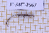  ( - JT-ANT-2567)  @11 [ ] CC-By (2025) Julien Touroult MNHN
