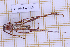  ( - JT-ANT-2569)  @11 [ ] CC-By (2025) Julien Touroult MNHN