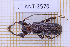  (Neseuterpia fiardi - JT-ANT-2570)  @11 [ ] CC-By (2025) Julien Touroult MNHN
