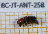  ( - BC-JT-ANT-258)  @11 [ ] Copyright (2020) Julien Touroult Museum national d'Histoire naturelle