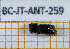  (Xylomeira - BC-JT-ANT-259)  @11 [ ] Copyright (2020) Julien Touroult Museum national d'Histoire naturelle