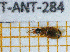  ( - BC-JT-ANT-284)  @11 [ ] Copyright (2020) Julien Touroult Museum national d'Histoire naturelle