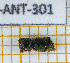 ( - BC-JT-ANT-301)  @11 [ ] Copyright (2020) Julien Touroult Museum national d'Histoire naturelle