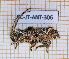  ( - BC-JT-ANT-306)  @11 [ ] Copyright (2020) Julien Touroult Museum national d'Histoire naturelle
