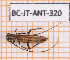  ( - BC-JT-ANT-320)  @11 [ ] Copyright (2020) Julien Touroult Museum national d'Histoire naturelle