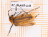  ( - BC-JT-ANT-350)  @11 [ ] Copyright (2020) Julien Touroult Museum national d'Histoire naturelle