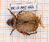  ( - BC-JT-ANT-363)  @11 [ ] Copyright (2020) Julien Touroult Museum national d'Histoire naturelle