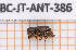 ( - BC-JT-ANT-386)  @11 [ ] Copyright (2020) Julien Touroult Museum national d'Histoire naturelle