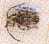  ( - JT-ANT-413)  @11 [ ] Copyright (2020) Julien Touroult Museum national d'Histoire naturelle